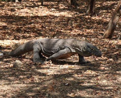 Fakta Menarik Komodo Hewan Purba Yang Masih Hidup Hingga