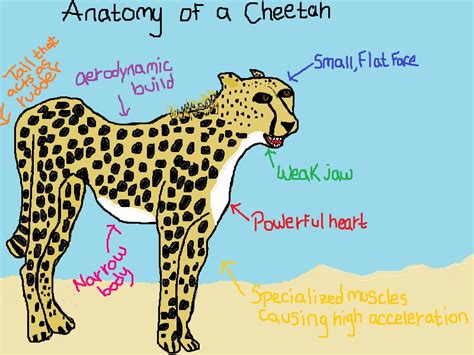 Cheetah Anatomy by veveze on DeviantArt