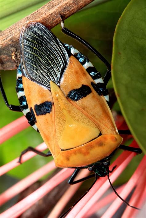 Ultra Gross Behold The Majesty Of The Man Faced Stink Bug