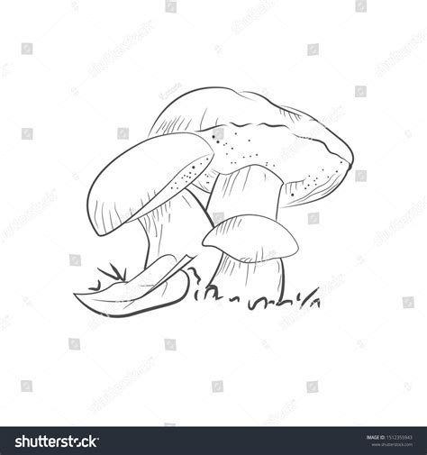 Mushroom Illustration Vector Porcini Greasers Suillellus Stock Vector