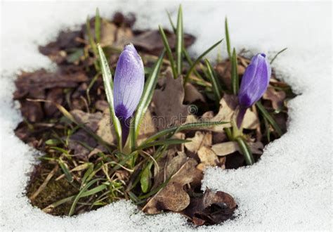 Rode Bloem In De Sneeuw Cameliajaponica Stock Afbeelding Image Of