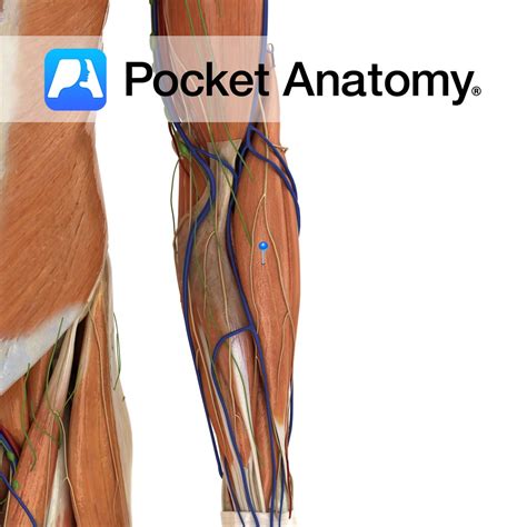 Brachioradialis - Pocket Anatomy