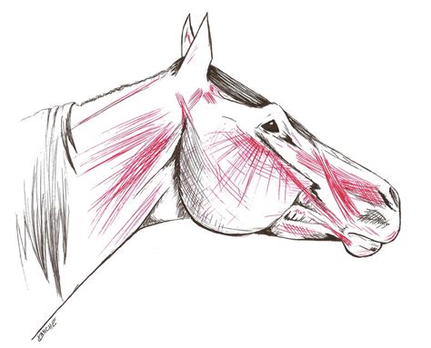 Horse head- Anatomy +profile+ by Kaanarinac on DeviantArt