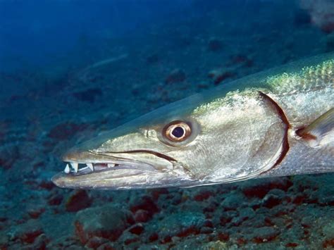 barracuda pattaya marine life thailand