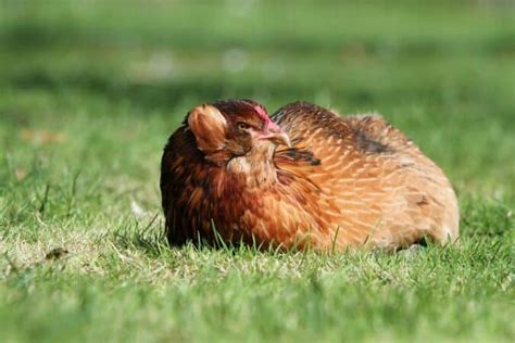 Araucana Chickens: All You Need to Know About Them