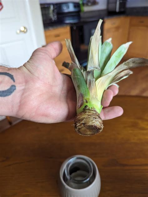 Is this pineapple propagation no good? : r/plantclinic