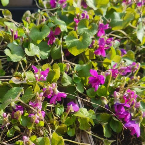 Veilchen Duft Rubra Viola odorata Rubra Kräuterei Bioland