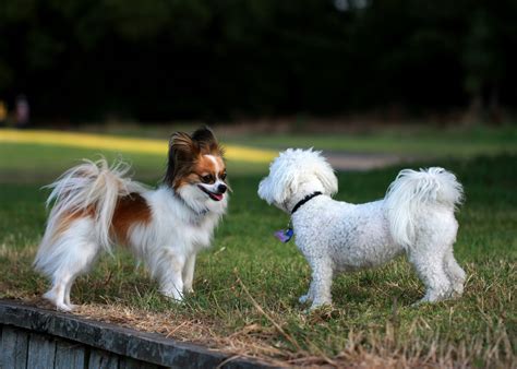 Pet Mental Health, DIY Grooming Techniques That Reduce Anxiety - Self