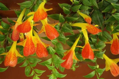 Колумнея: уход в домашних условиях, пересадка и размножение, виды