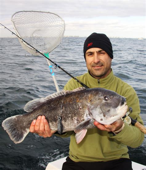 Tautog Fishing Tips from the Pros - On The Water