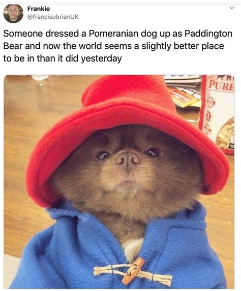cute animal memes artofit