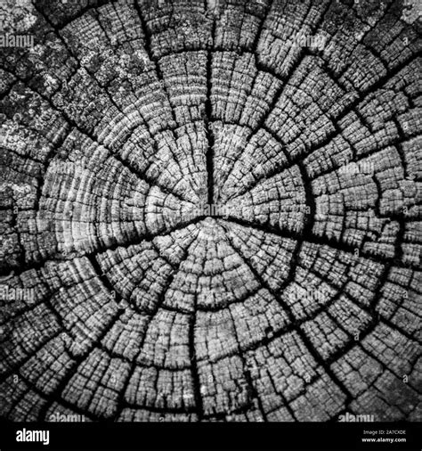 TREE CROSS SECTION Stock Photo - Alamy