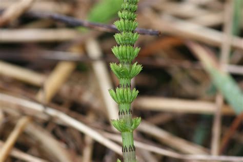 Horsetail Weed Type
