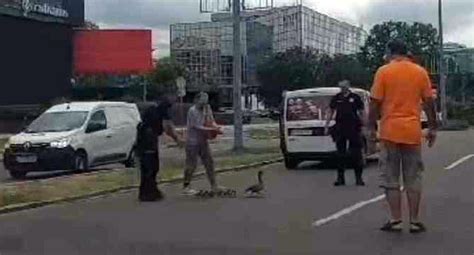 Policajci Zaustavili Saobra Aj Kako Bi Patka I Pa I I Bezbedno Pre Li