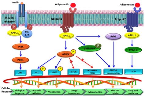 IJMS Free Full Text Multifaceted Physiological Roles Of Adiponectin