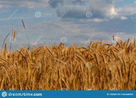 Golden Corn On A Field Farm Plantation Country Panorama Stock Image