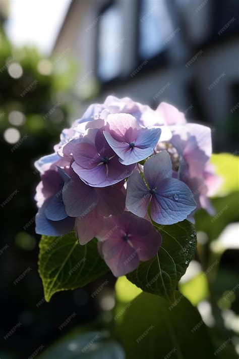 Premium Photo | A blue and purple hydrangea flower with a green leaf.