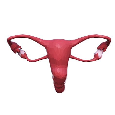 Female Reproductive System 3d Model 7 Max 3ds Fbx Obj Free3d