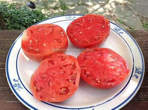 Rose Tomato Seeds For Sale At Renaissance Farms