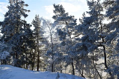 Photography of Trees During Winter · Free Stock Photo