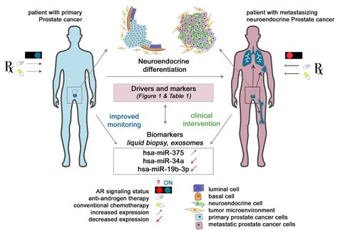 Ncrna Free Full Text Regulation Of Neuroendocrine Like Differentiation In Prostate Cancer By