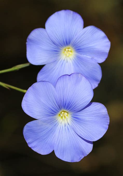 Beautiful Flax Beautiful Flax Linum Narbonense Sierra Ne Flickr