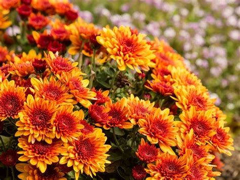 8 Best Fall Flowers Thatll Get You A Falltastic Garden Article On Thursd