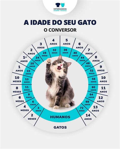 Qual A Idade Do Seu Gato Em Anos Humanos Confira Neste Conversor