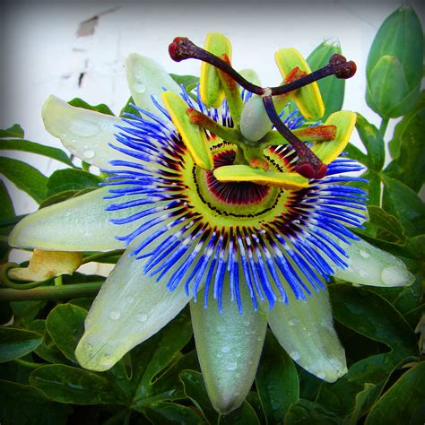 Passion Flower (aka Clock Flower) | I don't know the scentif… | Flickr