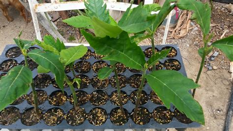 Breadnut Plant Panapen De Pepitas Artocarpus Camansi Live Tree Fruit 10