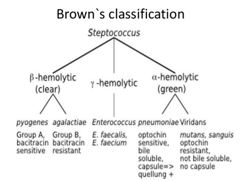 Classification Of Streptococcus Online Science Notes