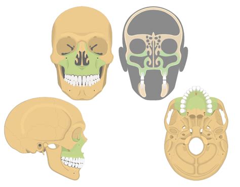 Maxilla Bone Anatomy | GetBodySmart