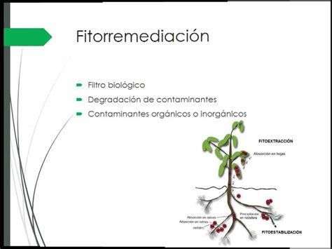 Fitorremediaci N Youtube