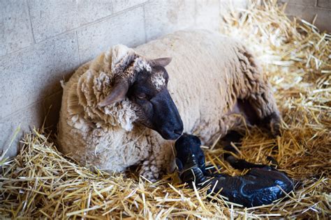 How To Have A Successful Lambing Season Grey Brianna