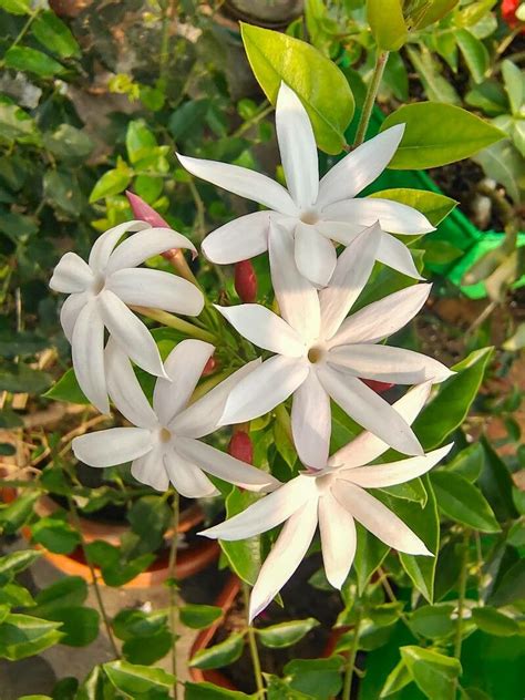 Observation Jasminum Grandiflorum L Subhendu Biswas Oct