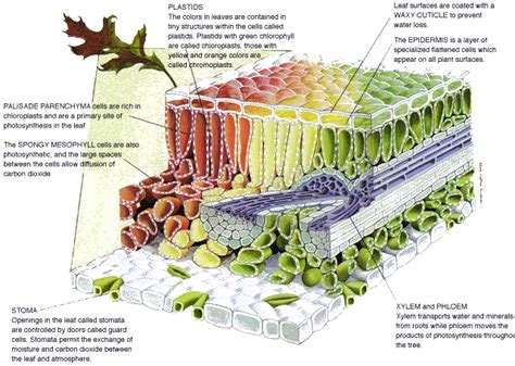 Leaf xs Labeled - BIOLOGY JUNCTION