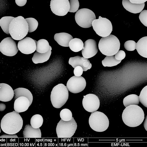 Candida auris la menace fantôme Medecine interne Universimed