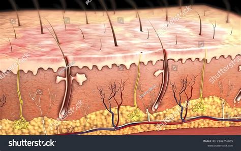 Skin Anatomy Diagram 3d Illustration Stock Illustration 2142255055 ...