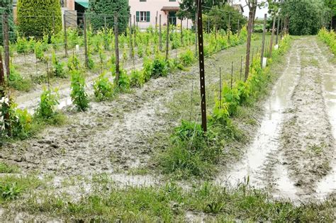 Schwere Schäden im Gartenbau