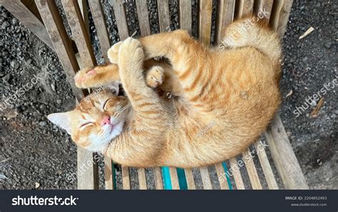 Portrait Orange Cat Sleeping Soundly On Stock Photo 2204852493