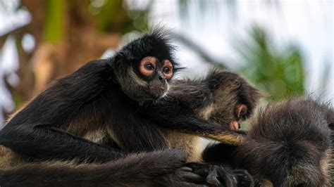 The Monkeys At Ocean Riviera Paradise ‣ In The Viewfinder