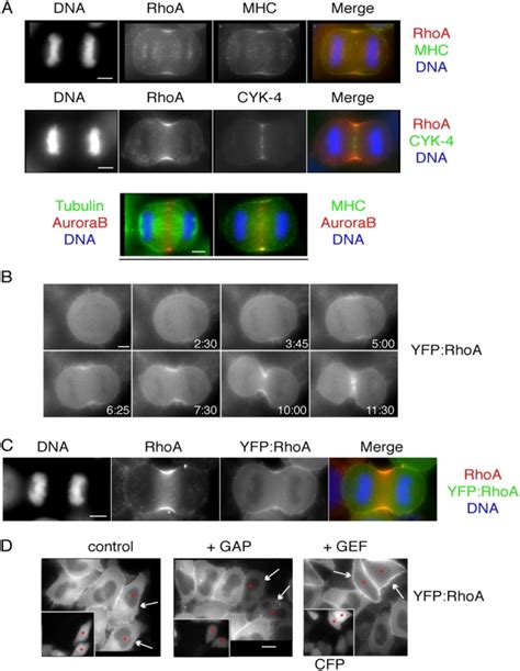 Rhoa Localizes To The Equatorial Cell Cortex In Early Anaphase A