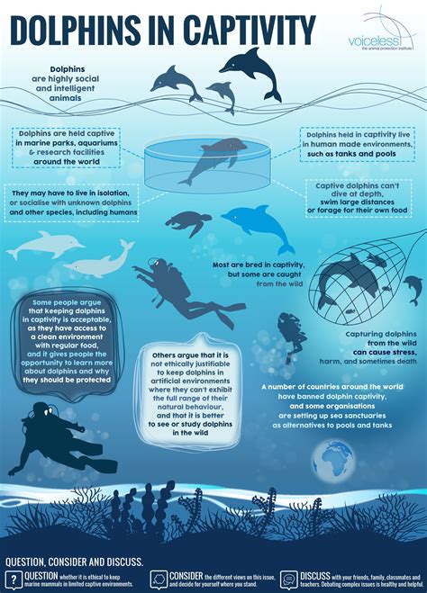 dolphins infographic voiceless