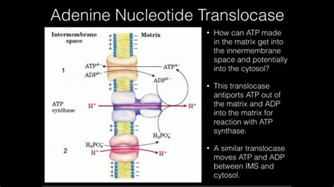 Adenine Nucleotide Structure