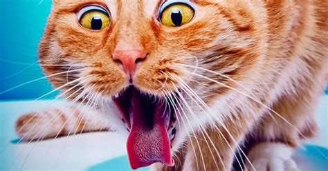 4 Hairball Hacks for Hairball Awareness Day – Meowingtons