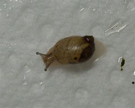 Samuka - Phaedra & Zaharina