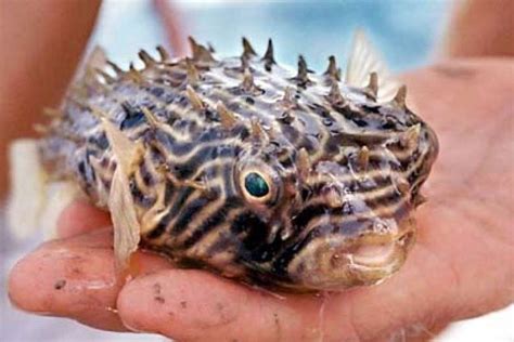 Fisherman Dies After Eating Puffer Fish