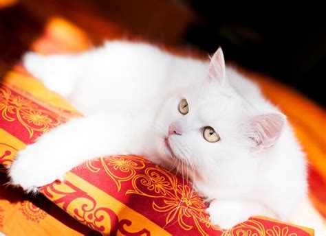 Gato angora blanco | Foto Premium