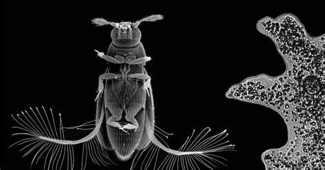 Así Es El Rápido Vuelo De Uno De Los Insectos Más Pequeños Del Mundo