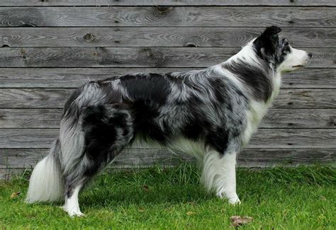 Border Collie Blue Merle, Border Collie Herding, Border Collie Colors, Border Collie Pictures ...